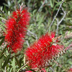 Red Callistemon flowers